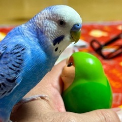 《宇土市松山町 迷子セキセイインコ探してます！》 - 教えて
