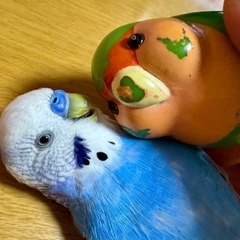 《宇土市松山町 迷子セキセイインコ探してます！》 - 助け合い
