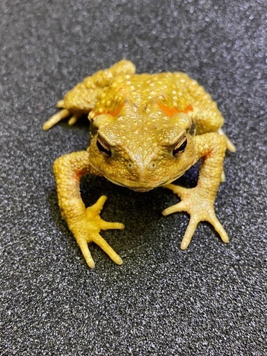 ナガレヒキガエル 1匹 その② ヒキガエル