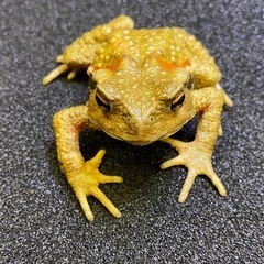 ナガレヒキガエル 1匹 その② ヒキガエル
