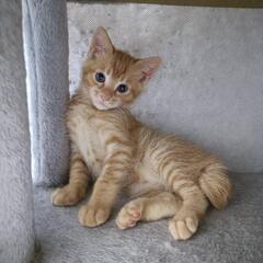 子猫お譲りします！