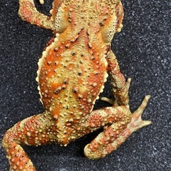 ナガレヒキガエル 1匹 その③ ヒキガエル
の画像