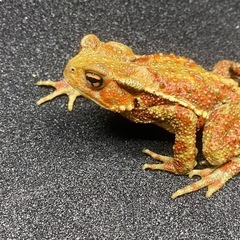 ナガレヒキガエル 1匹 その③ ヒキガエル
の画像