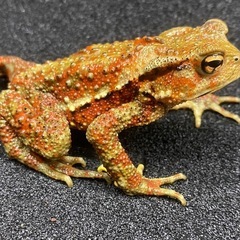 ナガレヒキガエル 1匹 その③ ヒキガエル
の画像