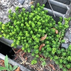 オカタイトゴメ 譲って頂きたいです！