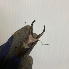 インペラトールホソアカクワガタ幼虫3頭