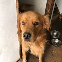 ゴールデン