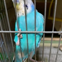 セキセイインコ雛