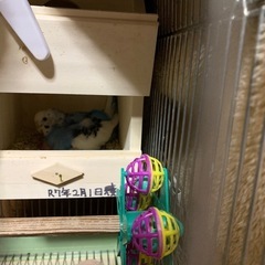 セキセイインコ雛