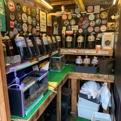 【五桜メダカ】 5月13日　横須賀めだか無人販売