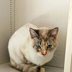 しゃむミックス　３才　美猫✨️