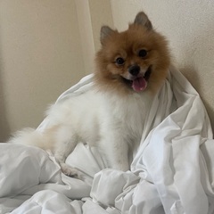 大切にして頂ける方を探しています。