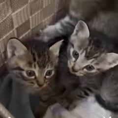 ＊キジトラとサバトラの女の子＊里親募集中