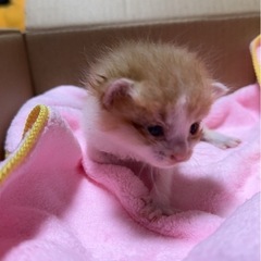茶子猫①