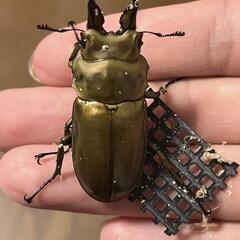 値下げ！ローゼンベルグオウゴンオニクワガタの画像