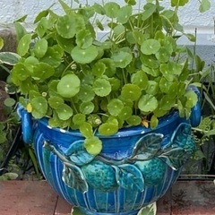 🐸🐝⑤陶器水草鉢付10ℓ🍄‍🟫ウォーターマッシュルーム大容量 各...