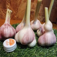 にんにく　島ニンニク（暖地ニンニク）無農薬☆約300グラムの画像