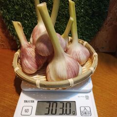 にんにく　島ニンニク（暖地ニンニク）無農薬☆約300グラムの画像