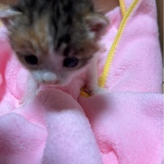 三毛猫(子猫)