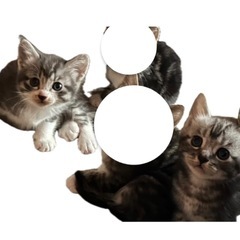 可愛い子猫ちゃん🐈‍⬛✨