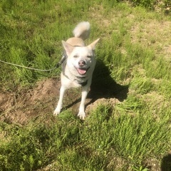 わんちゃん友達