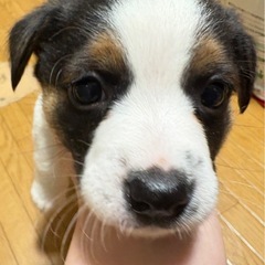 子犬里親募集