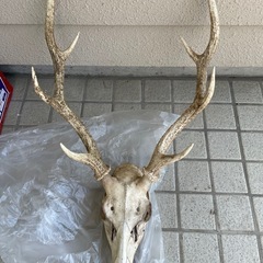 鹿の角頭骨ツノ (fusho) 群馬総社のその他の中古あげます・譲り