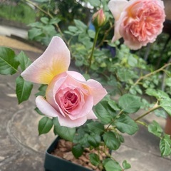 薔薇苗
