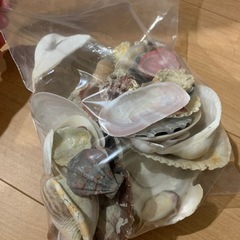 貝殻