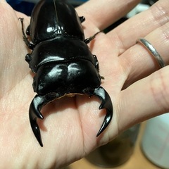 アンタエウスオオクワガタ•♂1匹【貴重なワイルド個体】