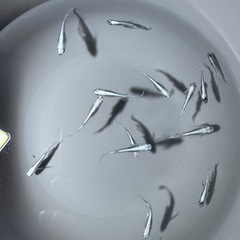 [メダカ]蒼穹メダカ5匹2,000円