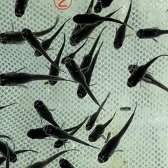 オランジェ　稚魚　7匹の画像