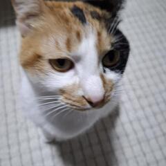 三毛猫　　２歳半