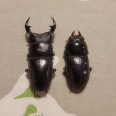 No.13　オオクワガタ　ペア