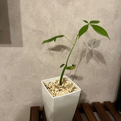 実生　パキラ①　