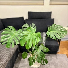 【取引完了】✨美形✨★某有名店購入品★④観葉植物 モンテスラ デリシオーサ アトリエポット鉢 専用受け皿付き　の画像