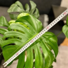 【取引完了】✨美形✨★某有名店購入品★④観葉植物 モンテスラ デリシオーサ アトリエポット鉢 専用受け皿付き　の画像