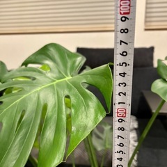 【取引完了】✨美形✨★某有名店購入品★④観葉植物 モンテスラ デリシオーサ アトリエポット鉢 専用受け皿付き　の画像