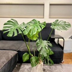 ✨美形‼️★某有名店購入品★　④観葉植物 モンテスラ デリシオー...