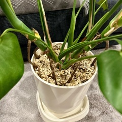 【取引完了】✨美形✨★某有名店購入品★④観葉植物 モンテスラ デリシオーサ アトリエポット鉢 専用受け皿付き　の画像