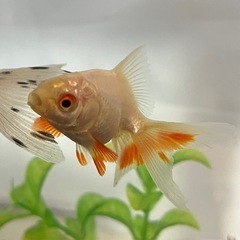 リュウキン　琉金　金魚