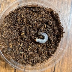 【締切】グラントシロカブト　幼虫　15頭セットの画像
