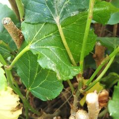 マルベリーぬき苗　3本　大きめの実（小さい実がなる島のマルベリーの５～15倍の大きさで甘さ控えめ）がなる種類の画像