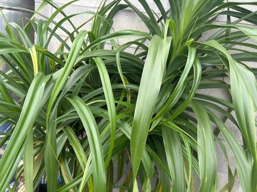 超巨大！とげなしタコノキ●1.5M×1.5M●観葉植物●店舗・施設等向け