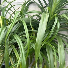 超巨大！とげなしタコノキ●1.5M×1.5M●観葉植物●店舗・施設等向けの画像