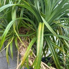 超巨大！とげなしタコノキ●1.5M×1.5M●観葉植物●店舗・施設等向けの画像