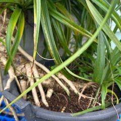 超巨大！とげなしタコノキ●1.5M×1.5M●観葉植物●店舗・施設等向けの画像