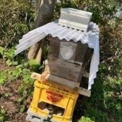 ニホンミツバチ待ち箱設置