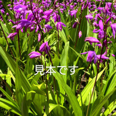 紫蘭(シラン) 抜き苗　2本程度
