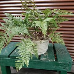 トキワシノブ 盆栽 苔玉